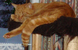 Computer.Katze - BITTE NICHT STÖREN
